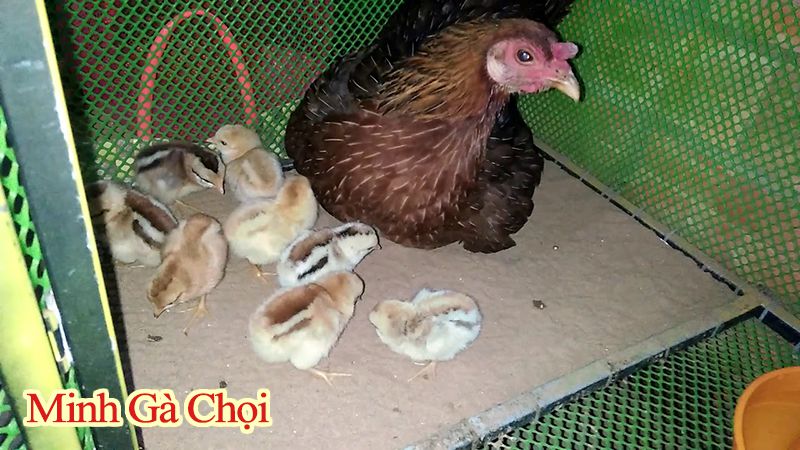 Cách chăm sóc gà con mới xuống ổ không quá khó.