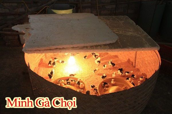 nhiệt độ gà úm