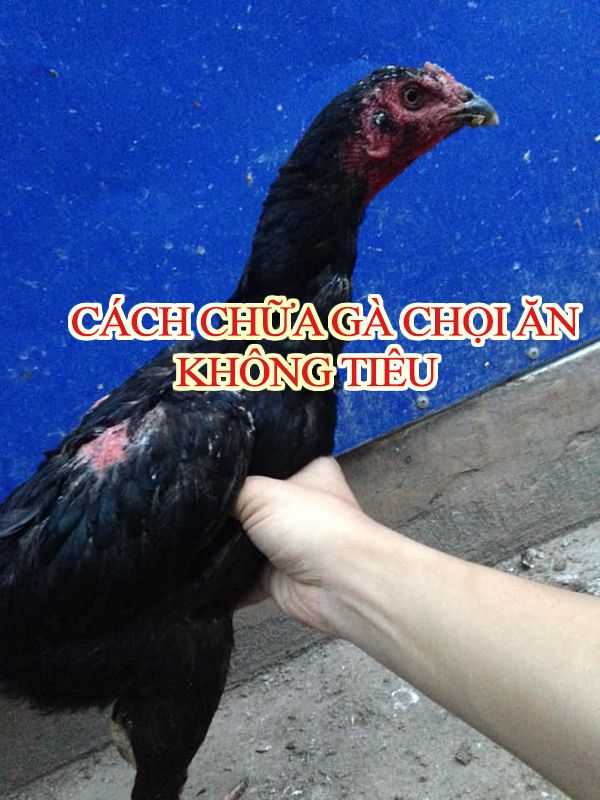 Cách chữa gà chọi ăn không tiêu.