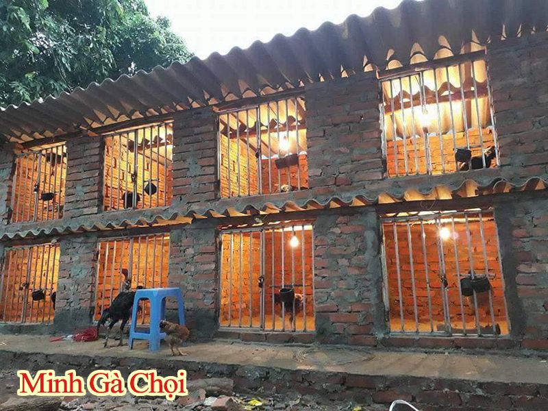 trang trại gà chọi tại hà nội