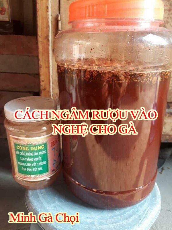 Cách ngâm rượu vào nghệ cho gà an toàn hiệu quả