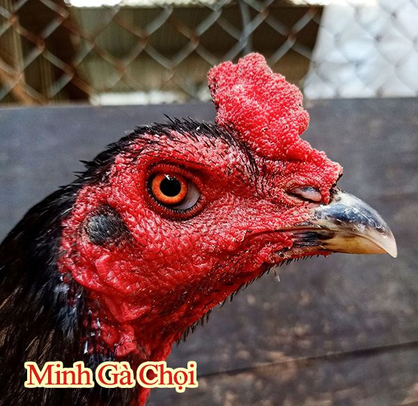 Hình ảnh mắt gà chọi minh hoạ