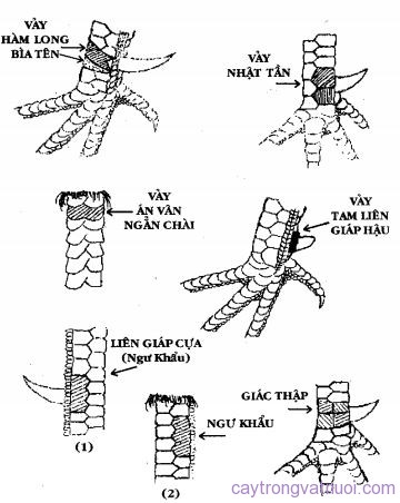 Vảy gà chọi song phủ đao.