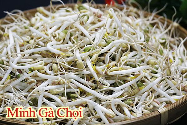 Bổ xung thêm giá đỗ làm thức ăn thay lông của gà.