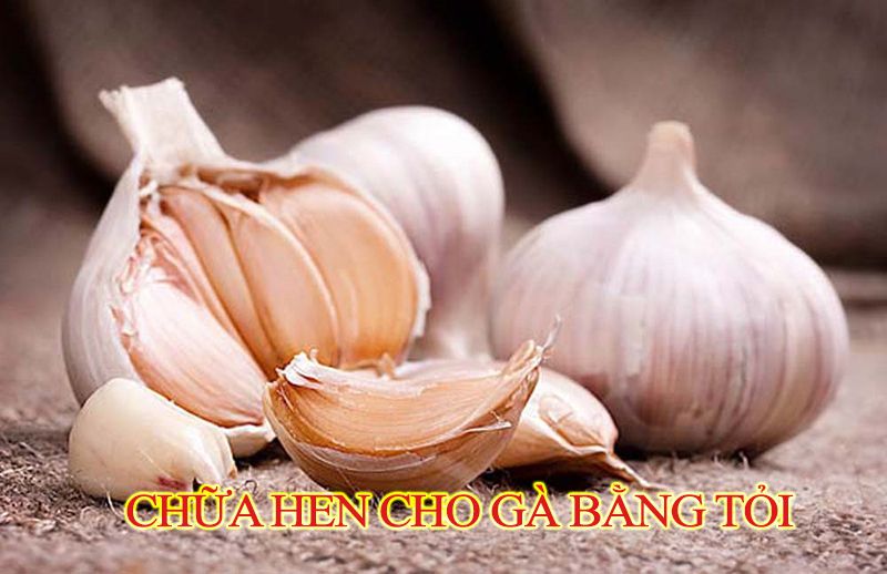 Tỏi ngoài tác dụng chữa hen cũng có thể chữa ăn không tiêu cho gà.