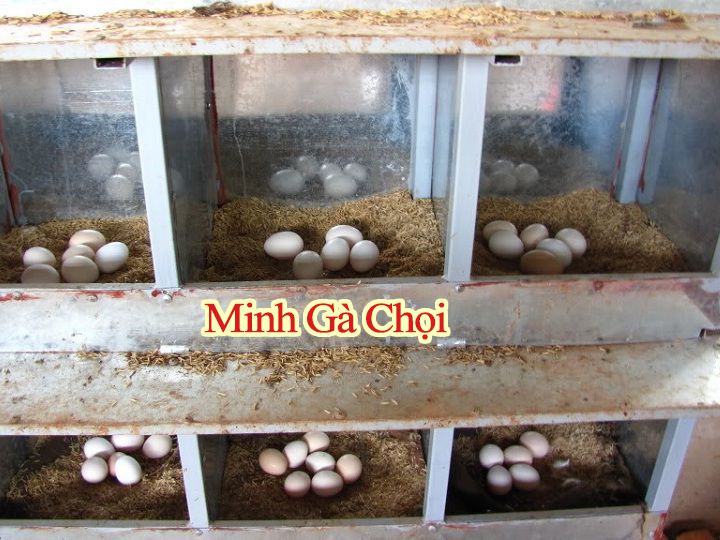 Chuồng gà đẻ trứng thả vườn đơn giản dạng 2-3 tầng.