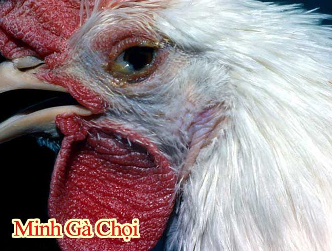 thuốc chữa gà bị sưng mắt có bọt