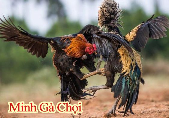 Gà chọi cánh tiên sẽ mất lợi thế khi chiến đấu vì không có lực.