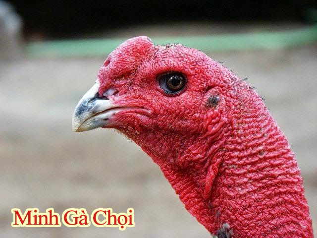 hình ảnh mắt gà chọi