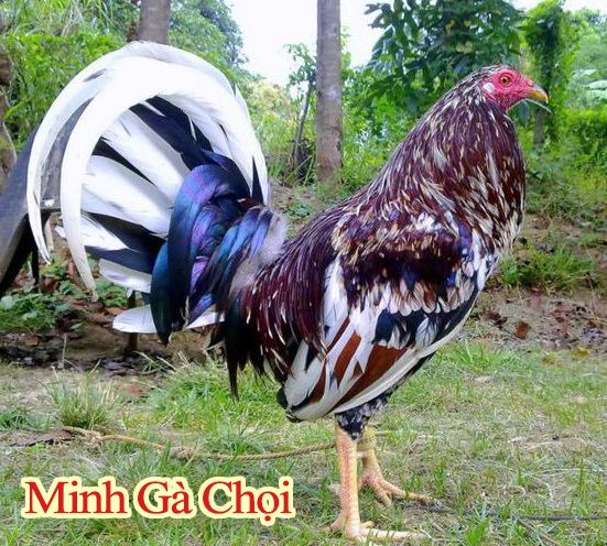 gà chọi Mỹ đẹp