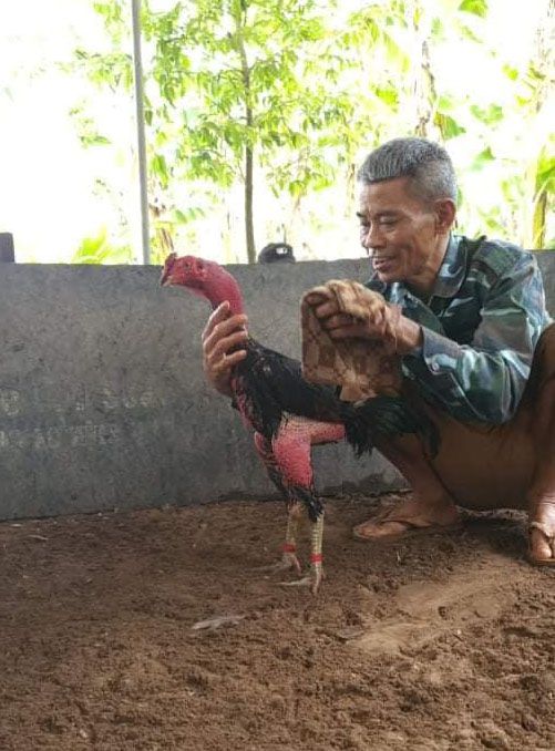 Cụ ông với dòng gà đòn hay Thái Bình quê lúa.