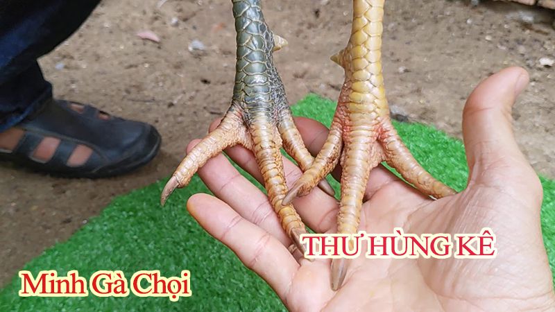 Chân gà Thư Hùng Kê khi có 2 màu khác nhau.