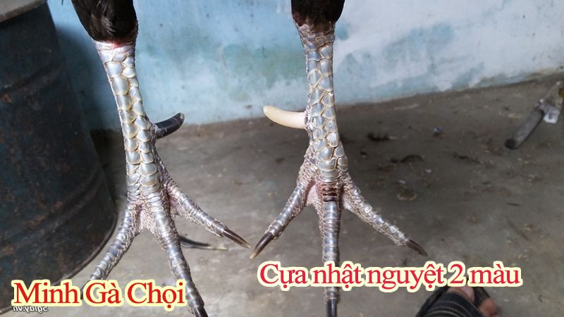 Gà chọi linh kê sở hữu cựa Nhật Nguyệt.