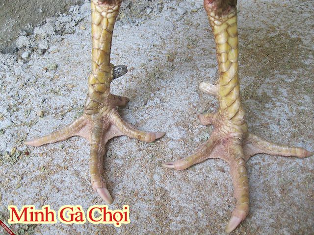 Cựa nhật nguyệt 2 màu của gà chọi linh kê.