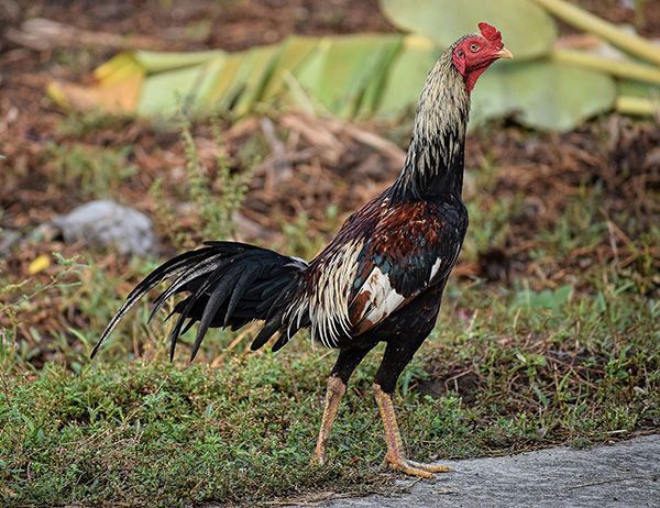 Đặc điểm gà chọi Thái Lan