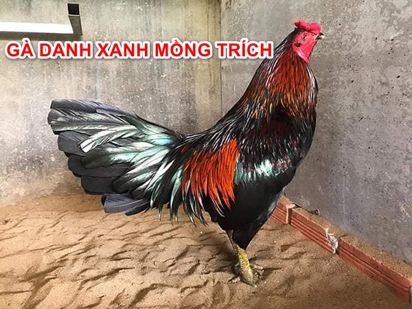 Chân dung chiến kê gà danh xanh mồng trích.