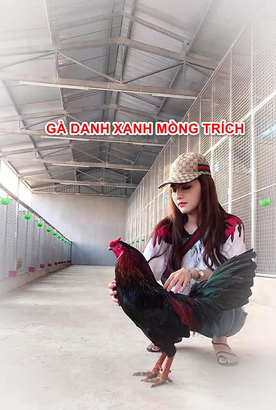 Gà danh xanh mồng trích nổi tiếng trấn phái bồ gà 67.