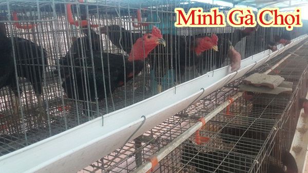 Những con gà lai chọi nuôi lấy thịt số lượng lớn.