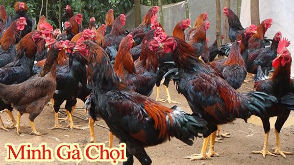 Đàn gà lai chọi cực đẹp được bán với giá từ 120-150k/kg.