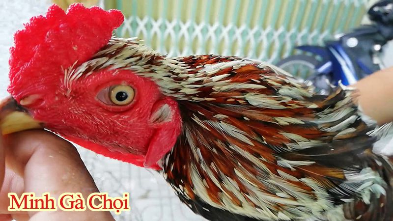 Hình ảnh mắt gà chọi minh hoạ