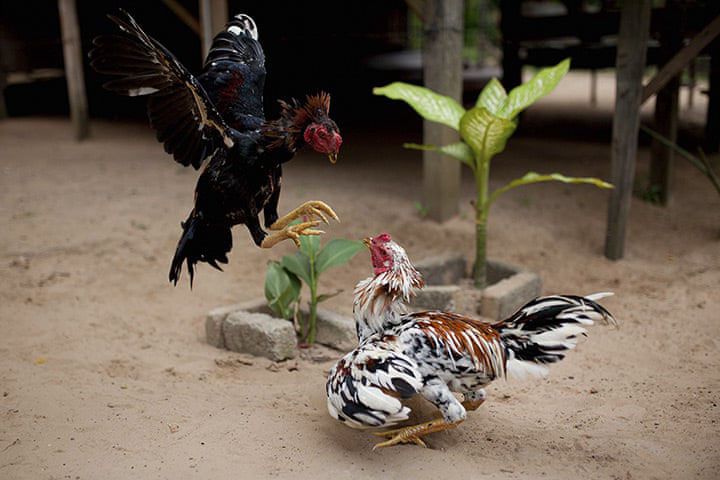 Trận đấu gà đòn tơ chưa om bóp, cắt tay tỉa lông gà.