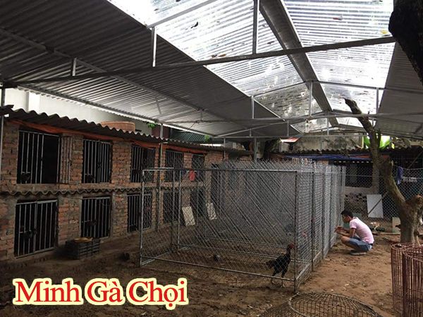 Tìm kiếm địa chỉ bán và mua gà chọi giống ở Hà Nôi uy tín hiện nay.