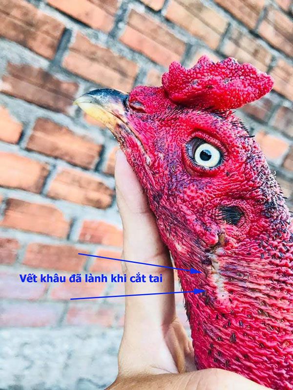 Vết gà chọi đã liền. Sau khoảng 20 ngày có thể vần hơi được.