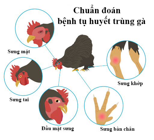 Chuẩn đoán tụ huyết trùng qua những biểu hiện bên ngoài.