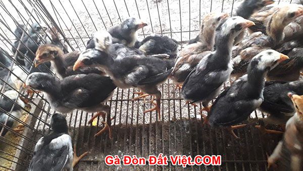 Cách chọn gà chọi con quan trọng để tìm ra gà tài