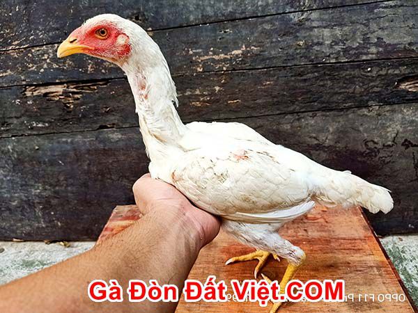 Gà mái bổn chân vuông làm giống được nhiều người yêu thích