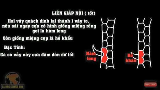 Vảy liên giáp nội.