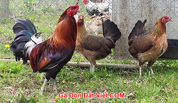 Dòng gà Leiper Mỹ