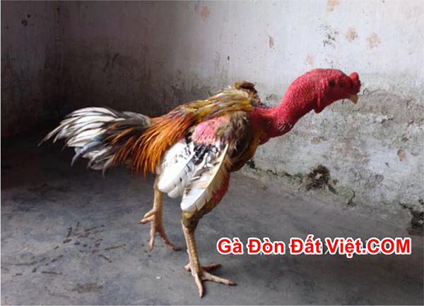 Gà mới ốm dậy có thể dùng mật ong tăng cường sức khoẻ