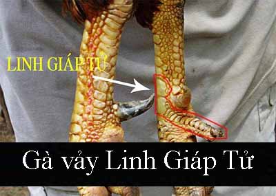 Gà vảy Linh Giáp Tử