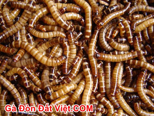 Cho gà ăn gì lông mượt ư? Sâu worm rất rẻ chỉ từ 10-20k tha hồ ăn.