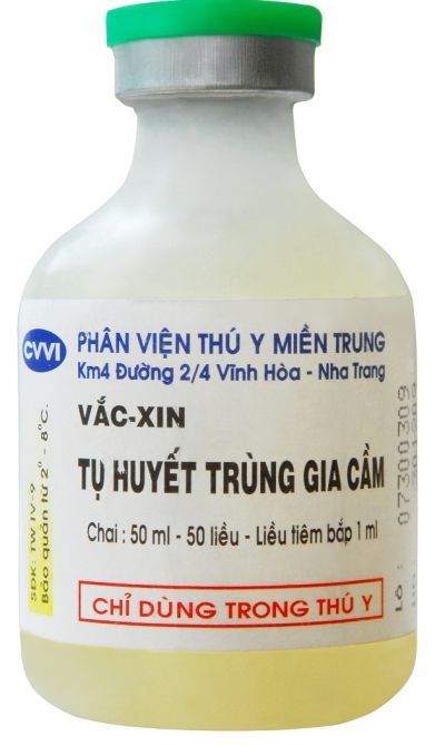 Phòng và điều trị bệnh tụ huyết trùng gà hiệu quả là tiêm vắc xin