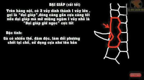 Vả gà đại giáp, liên giáp, độc giáp thần kê.