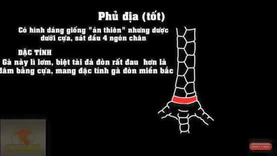 Cách xem chân gà chọi qua vảy gà là phổ biến nhất.